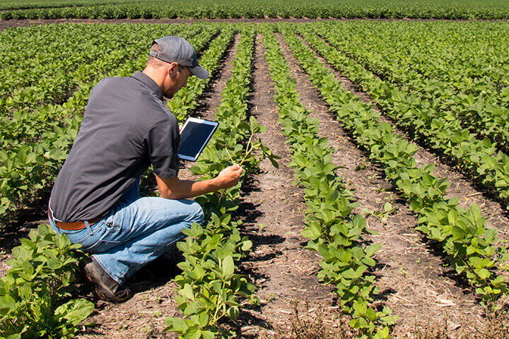 Assessing Crop Health